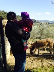 Asinelli alla fattoria di Maiano