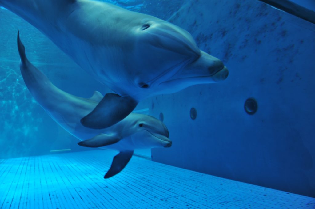 I delfini all'Acquario di Genova