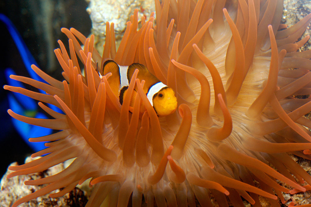 Pesce pagliaccio all'Acquario di Genova