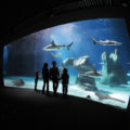 Acquario di Genova