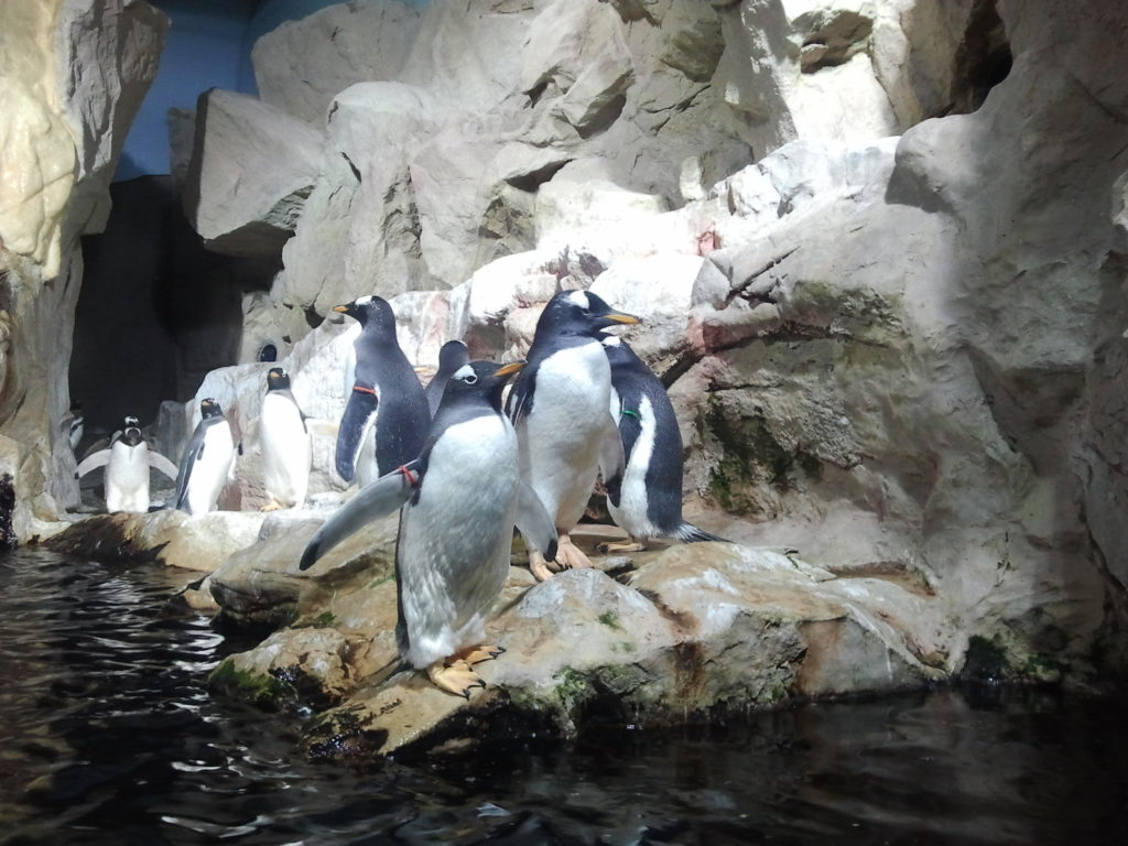 Acquario di Genova le novità