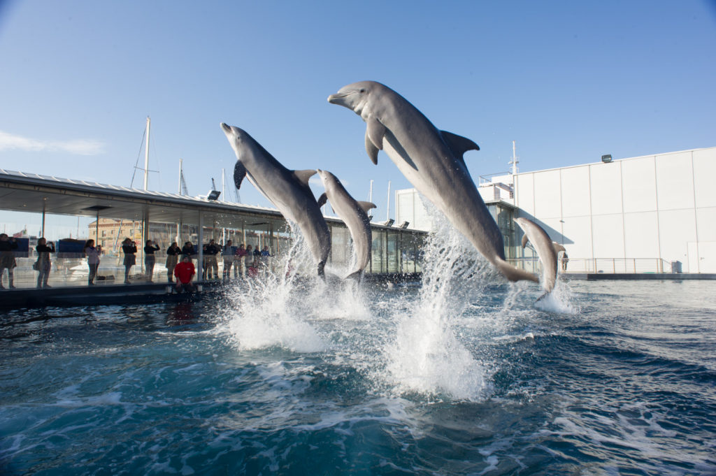 AcquariodiGenova_a tu per tu con esperto_Delfini