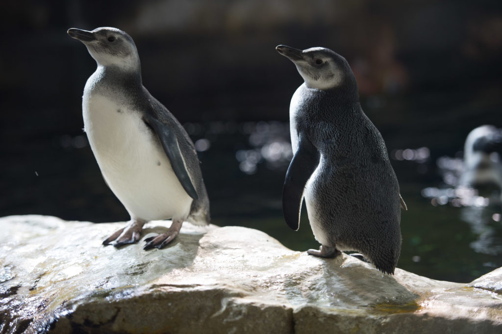 Pinguini all'Acquario di Genova